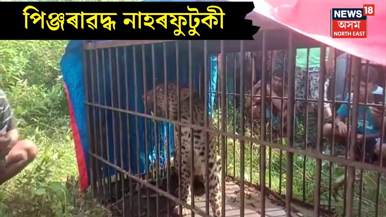 Titabor ত পিঞ্জৰাৱদ্ধ নাহৰ ফুটুকী, বিগত এবছৰ ধৰি সৃষ্টি কৰি আহিছিল ত্ৰাস | N18V