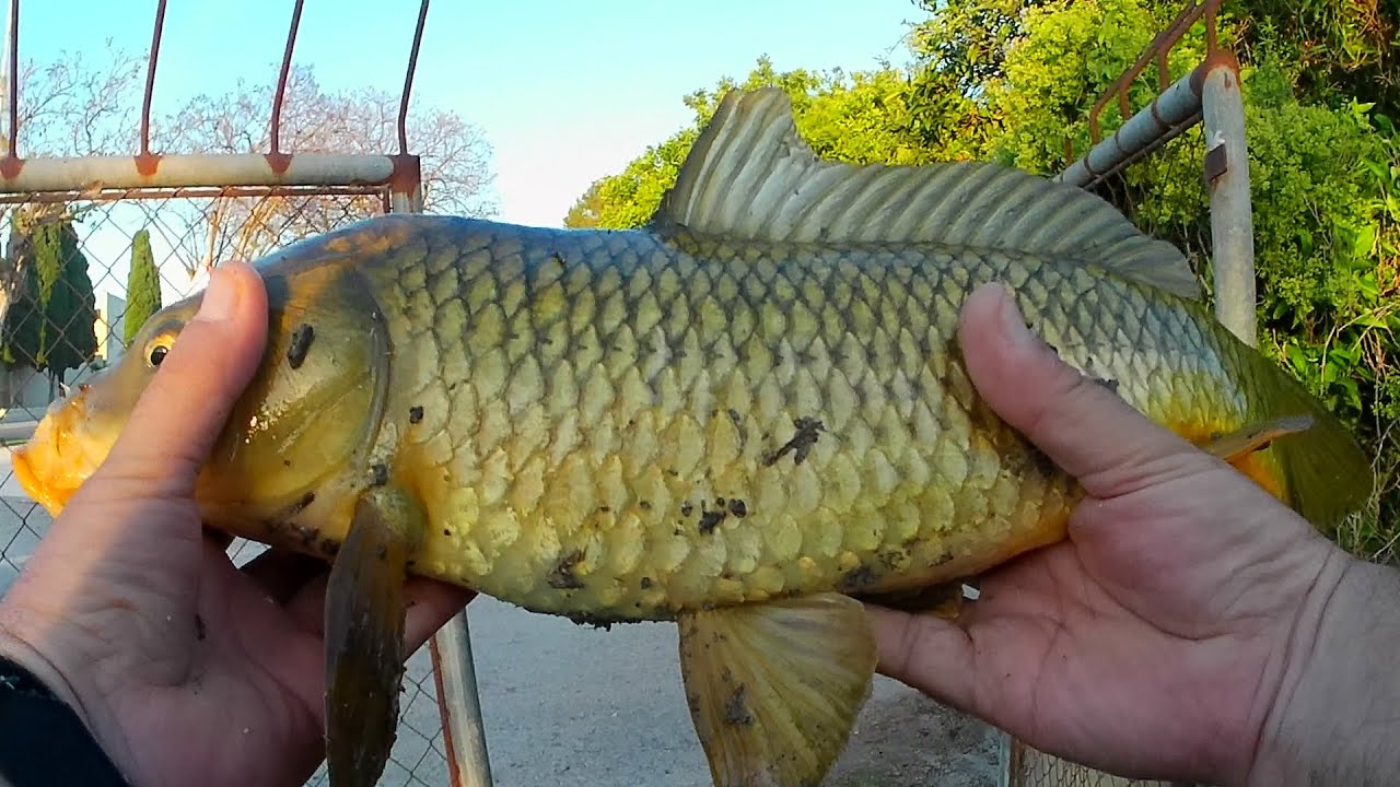 Carpa con Caña de Spinning de Bambú, Boya de tapones y Artificial de Pan