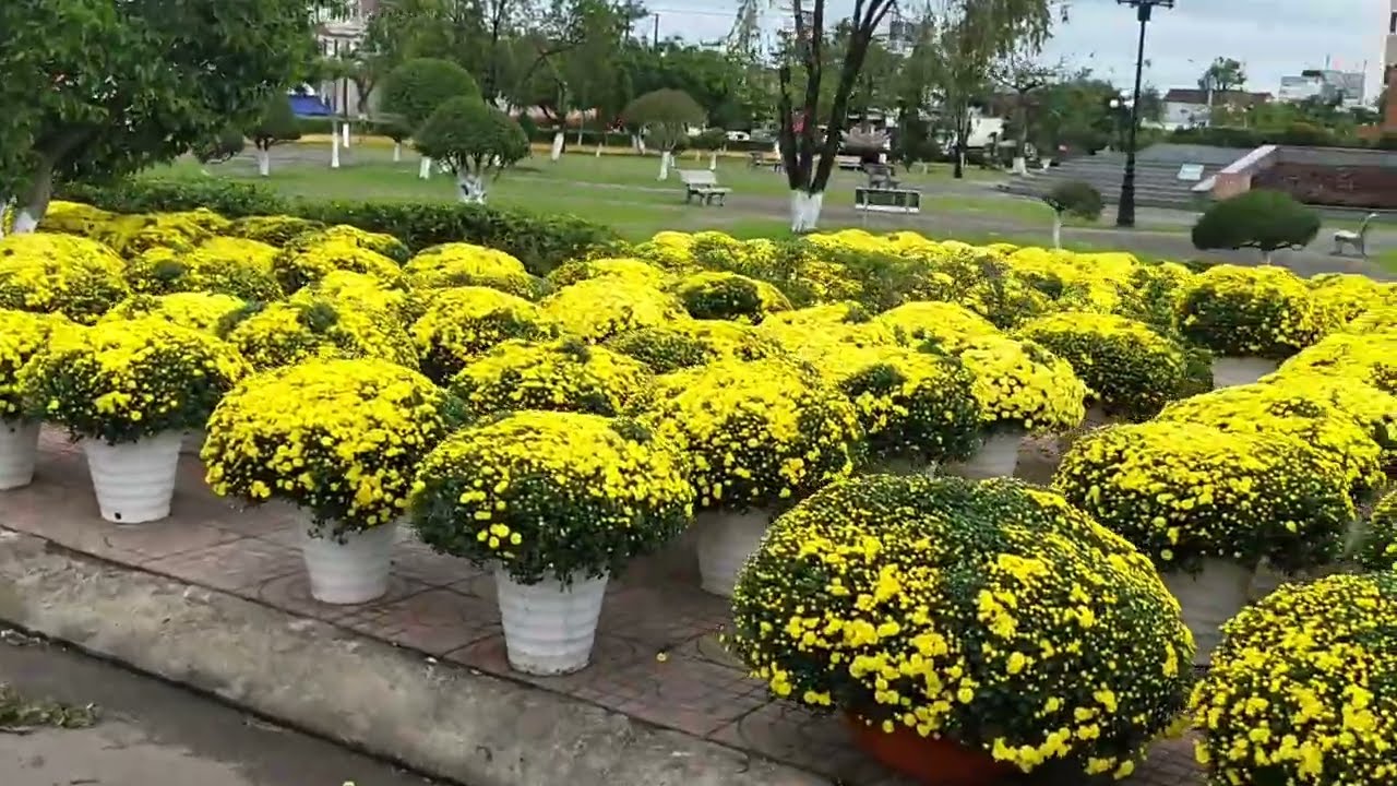 Hoa Xuân 2026 tại Ngô Mây, Xã Phù Cát, Tỉnh Gia Lai
