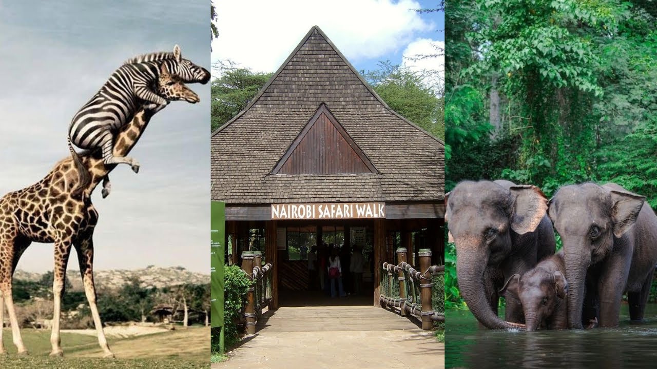 AMAZING PLACES TO VISIT IN NAIROBI ON A BUDGET (less than $3)