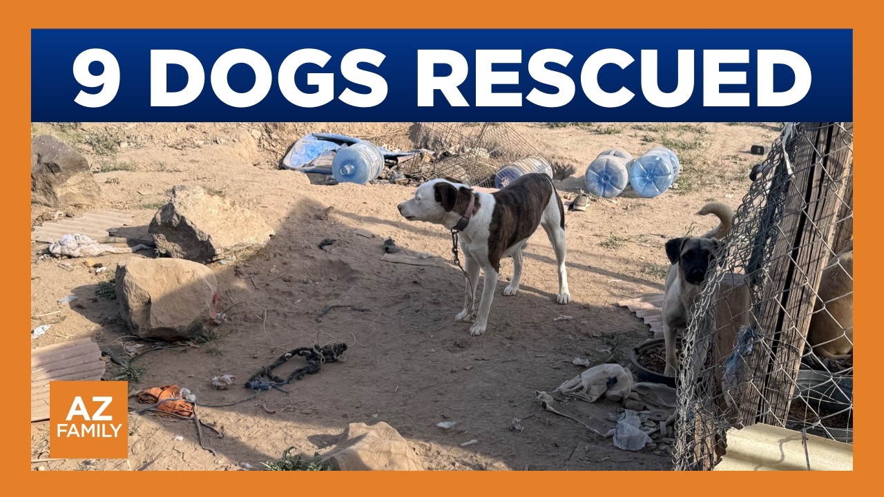 9 dogs rescued from deplorable conditions west of Phoenix