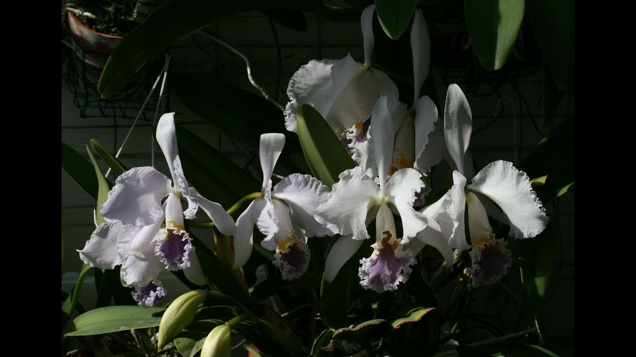 Cattleya mossiae var. сoerulea 8 апреля 2023 г.