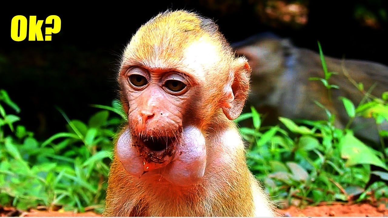 New Update! Baby Elpida And Her Before She Got Attacked In This Afternoon.
