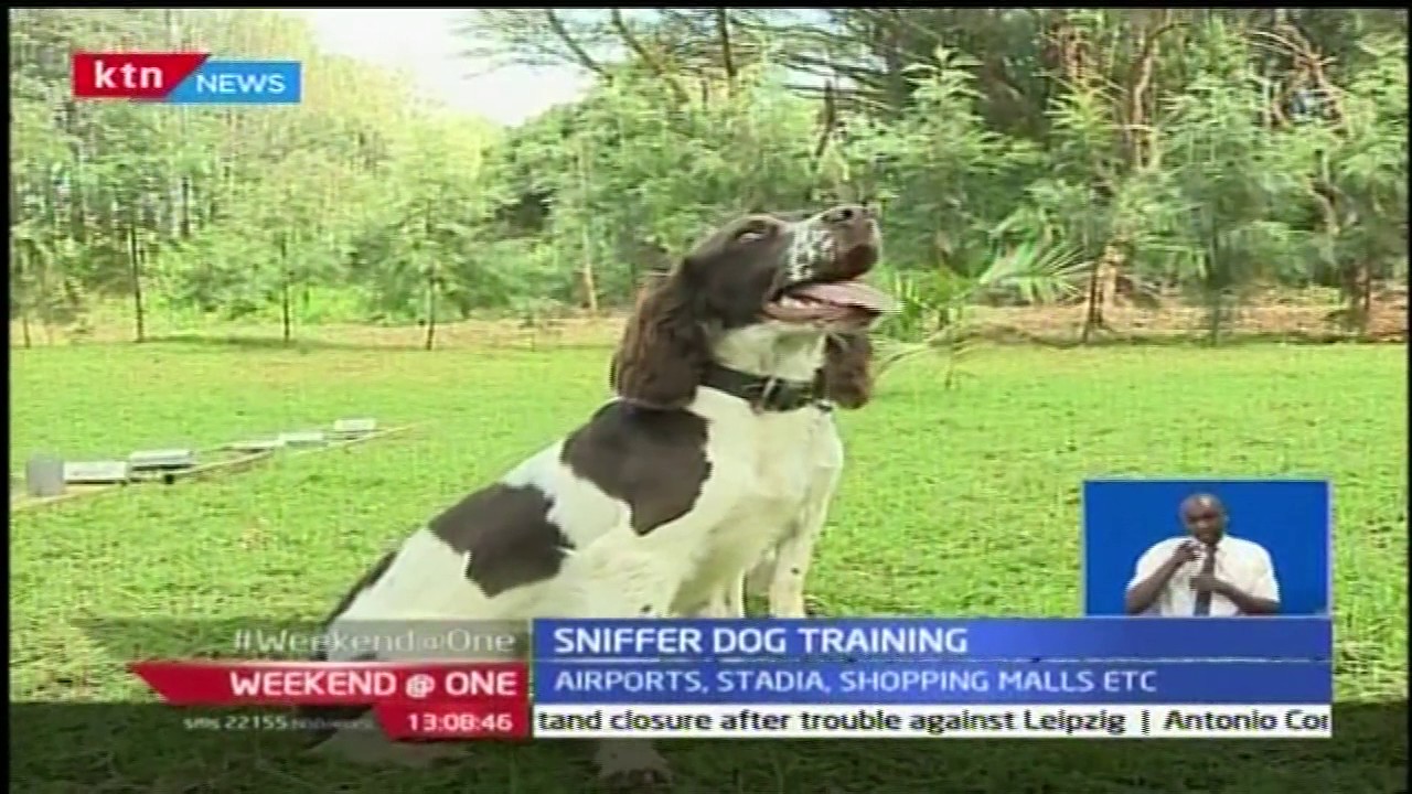 How a sniffer dog is trained to detect explosives and drugs