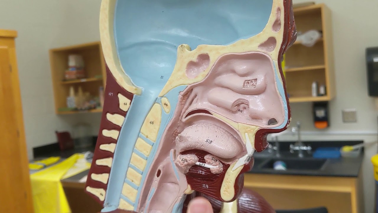 GUIDED VIDEO - Oral/Buccal Cavity