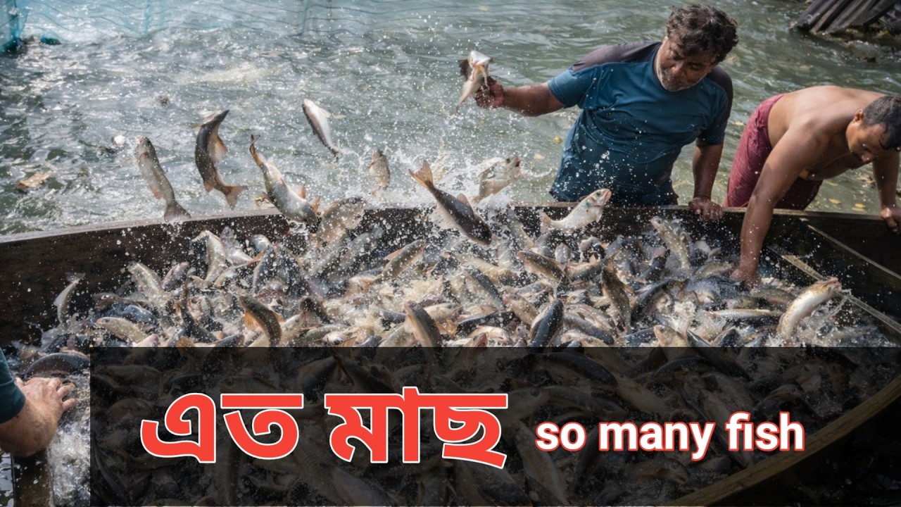 এত মাছ আগে দেখেননি ! গ্রামের পুকুরে অবিশ্বাস্য মাছ ধরা 🐟🔥| Village Fishing in Bangladesh