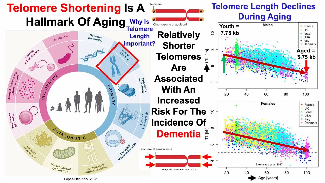 Telomere Length Is Associated With Dementia Risk