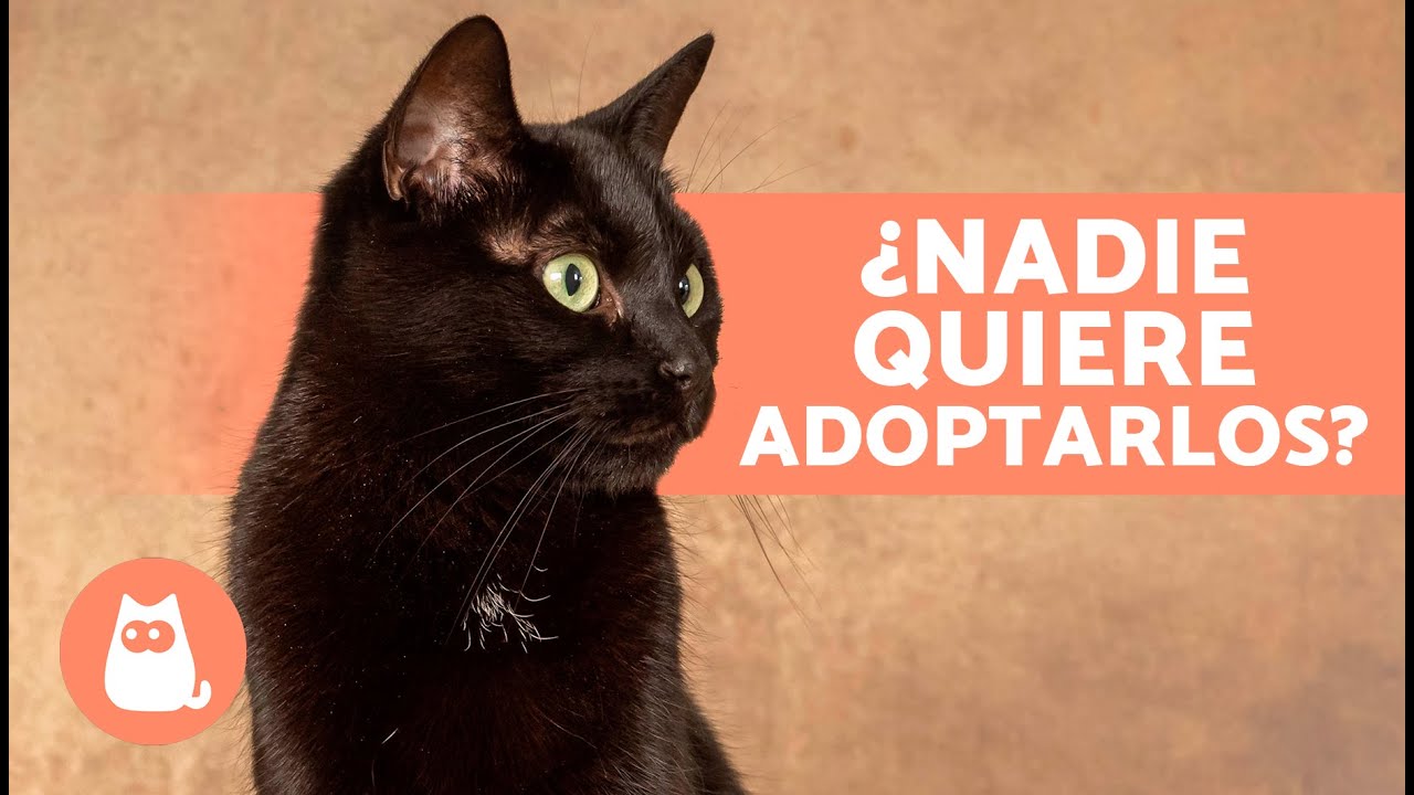 7 CURIOSIDADES sobre los GATOS NEGROS 🐱🖤 ¿Dan Mala Suerte? ¿Por qué Nadie Quiere Adoptarlos?