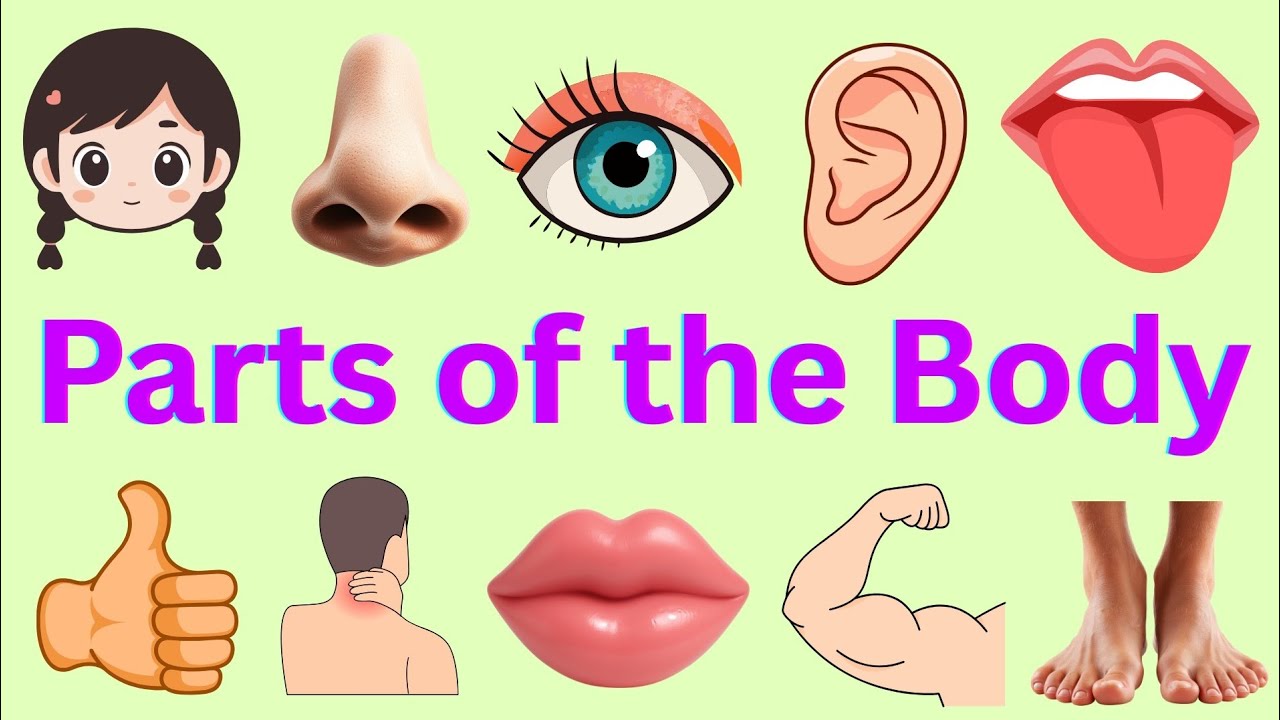 Body Parts for Kids | Human Body Parts Name in English | Parts of the Body | Name of Body Parts 