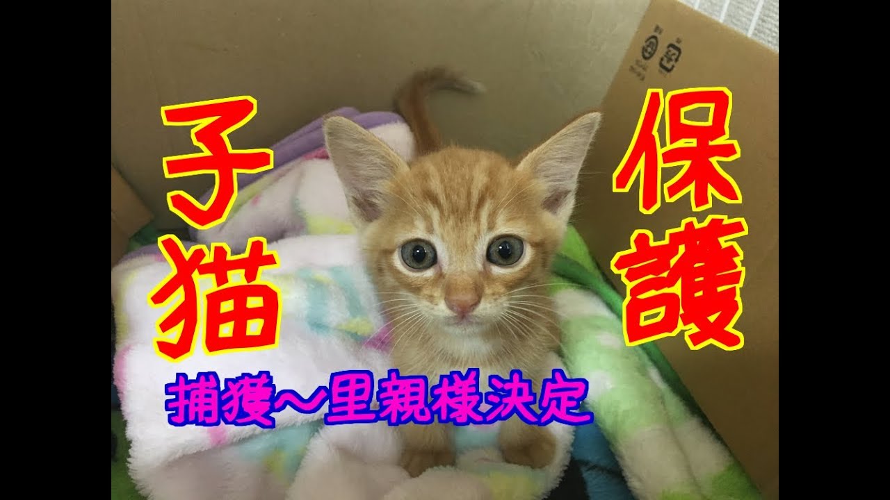 子猫保護から里親様決定まで cats 野良 子猫