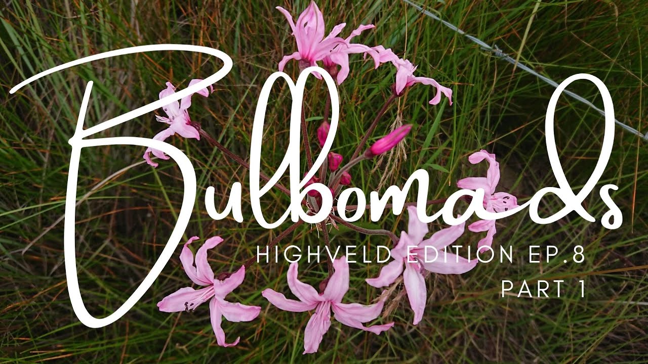 EP. 8 (Part 1) Wakkerstroom & surrounding areas [late Feb]