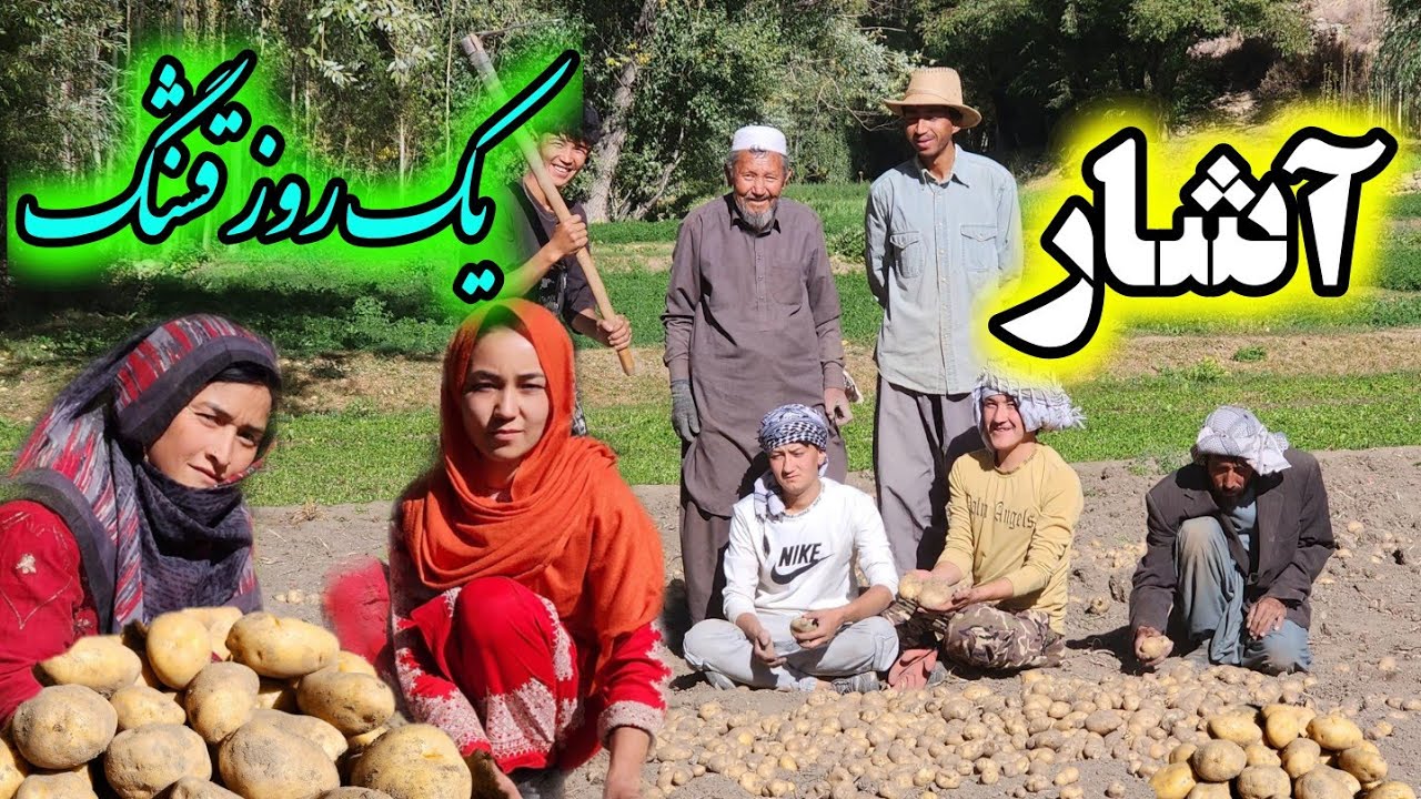 خدارا شکر امسال زمین خوب کچالو 🥔کرده بود.