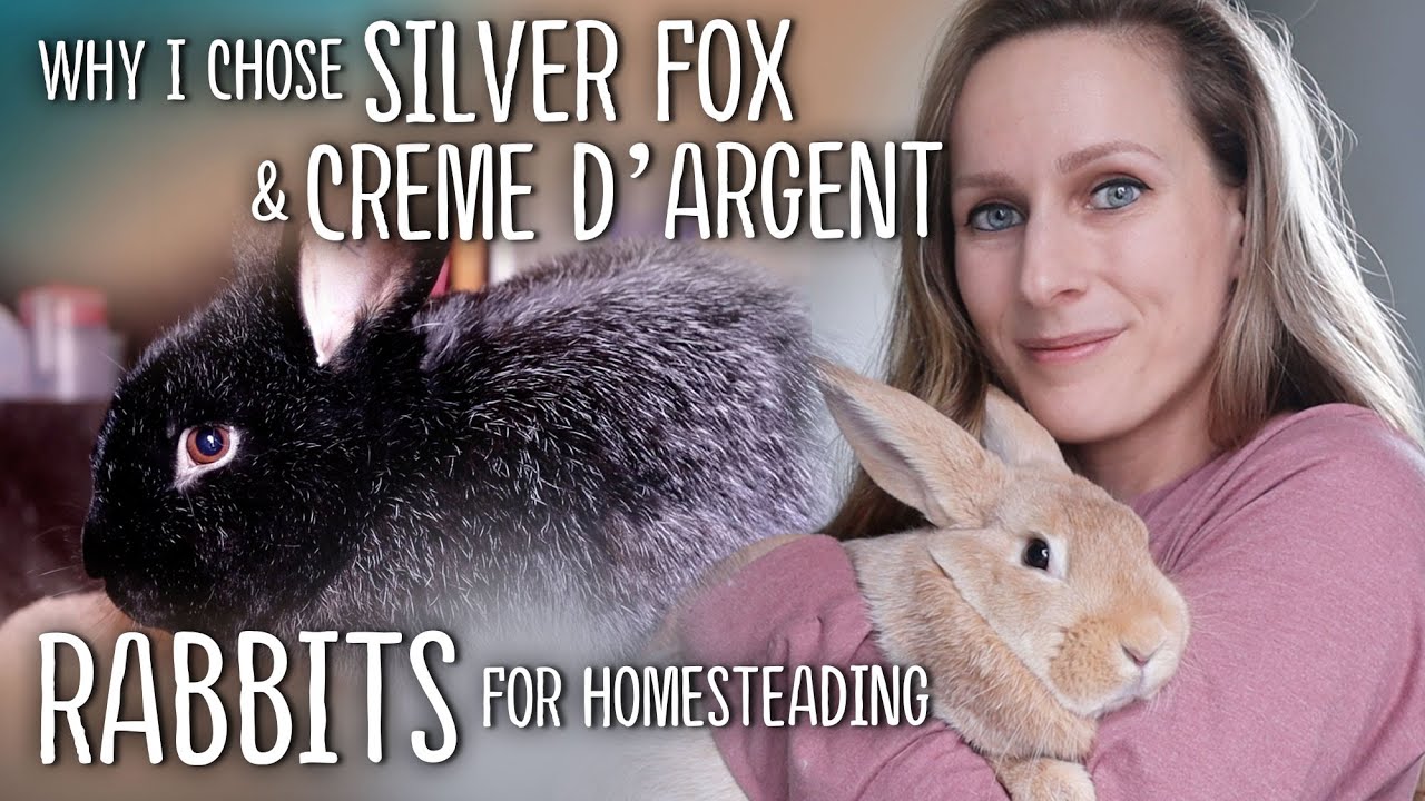 Why I chose SILVER FOX and CREME d'ARGENT Rabbits for Homesteading