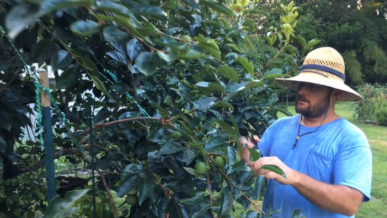 How to prune a Persimmon tree on full size rootstocks in the hot humid Southeast.