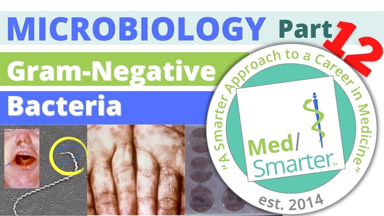 Gram Negative Bacteria | Microbiology | USMLE STEP 1 | Pt 12