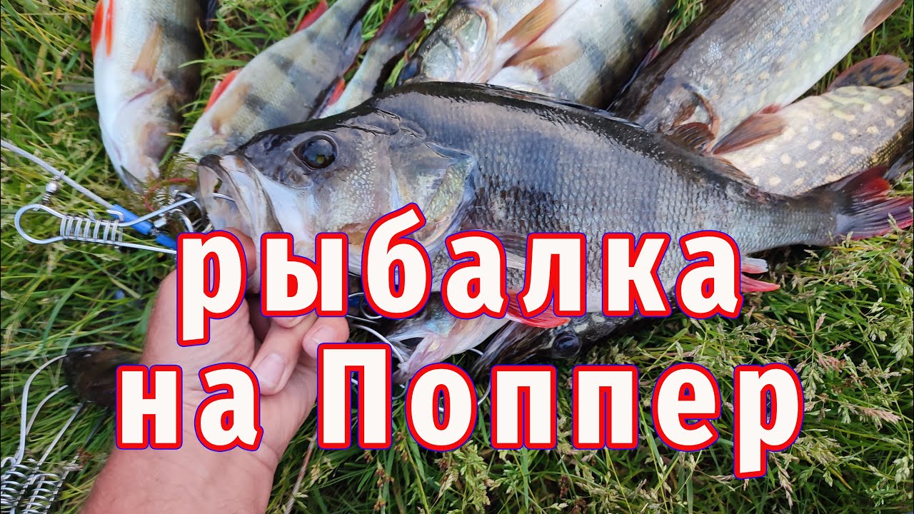 Как поймать больше рыбы летом с этой приманкой? Ловля на Поппер!
