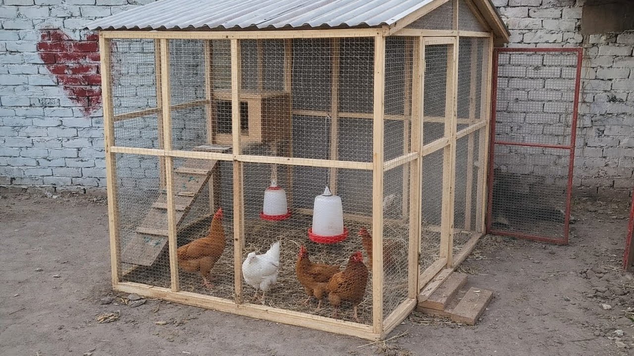 Murgiun ka Naya Ghar | New home for my Golden Hen | Mini zoo | Shehzad Rasool | new | Golden | home 