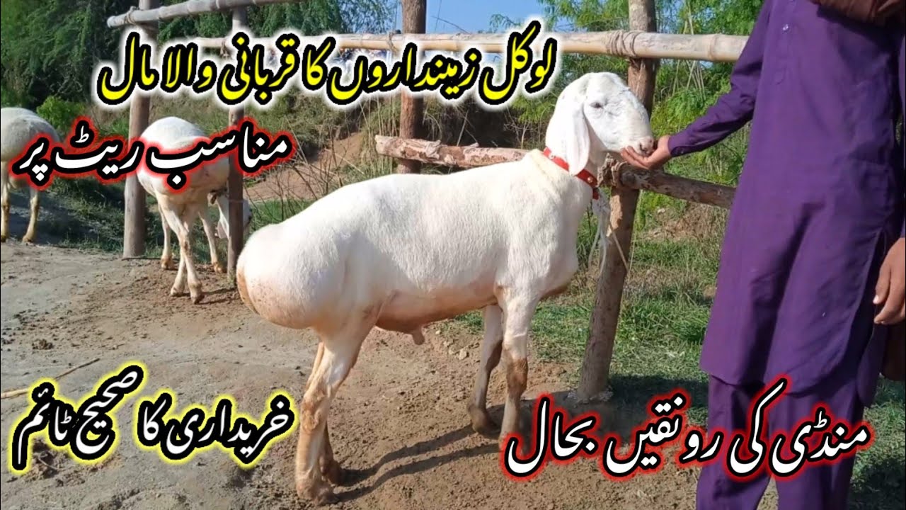 beautiful Turkish dumba price/today Friday dumba Mandi update/talagang dumba Mandi update/bakra Eid/