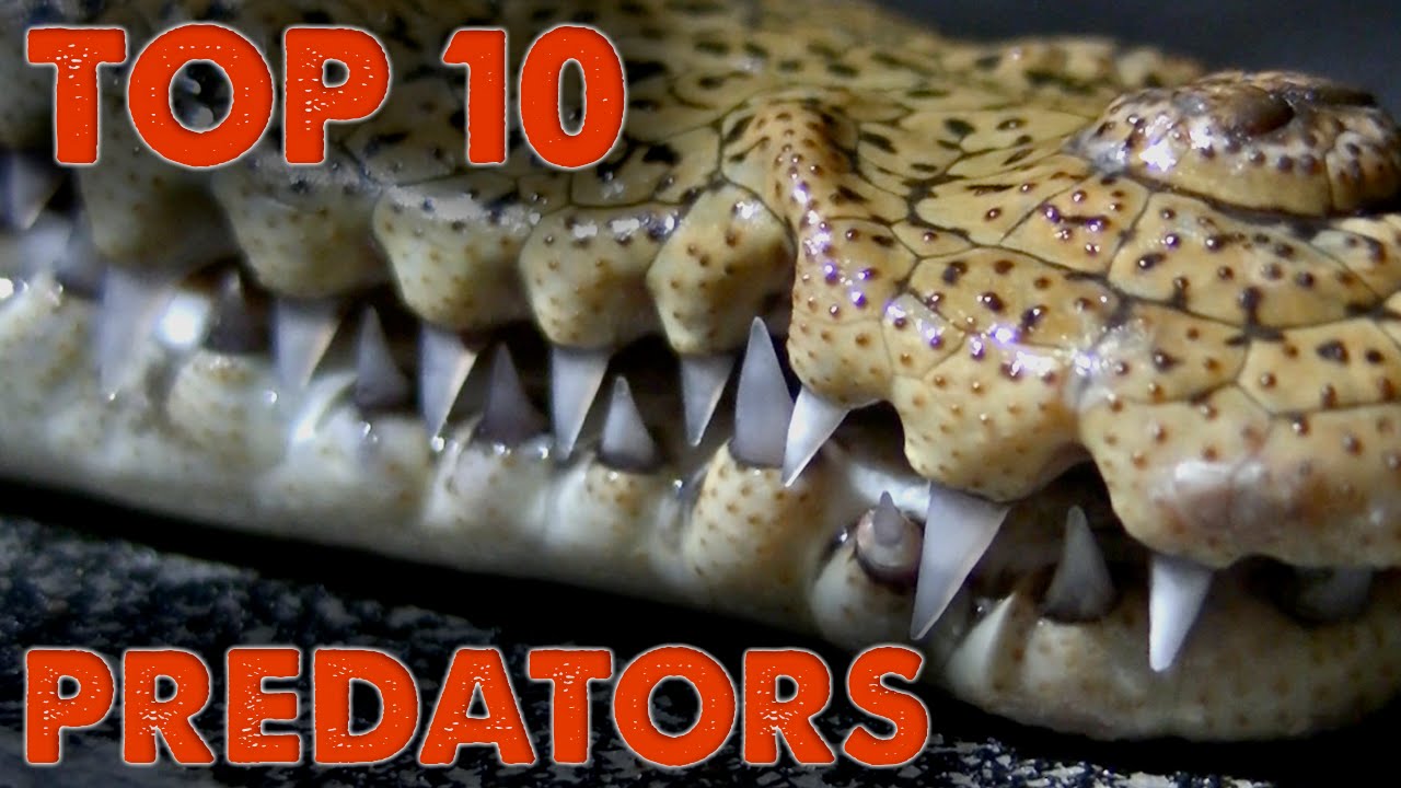 Top 10 Predators of North America!