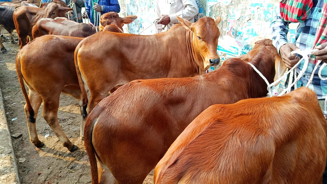 ২৪/০১/২০২৬/ সেরা মানের শাহীওয়াল ষাঁড় বাছুর গরুর দাম জানুন জয়পুরহাট গরুর হাটে #cow #farming #ষাঁড়