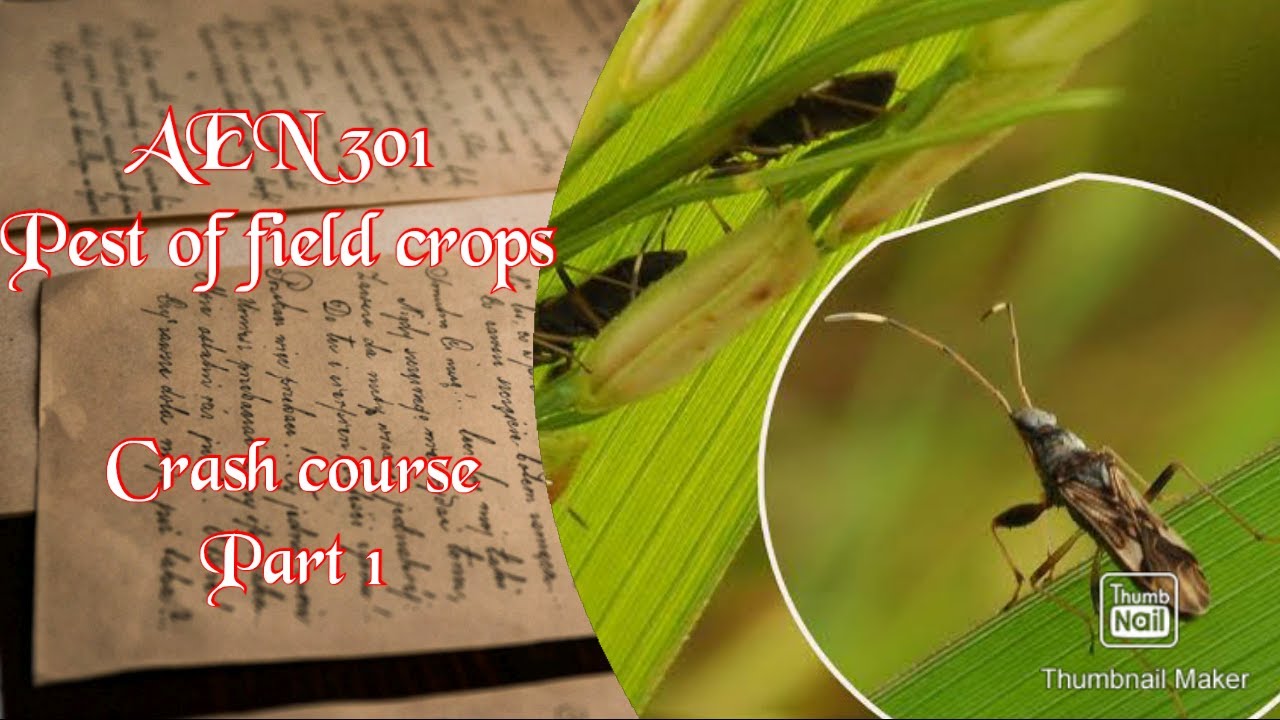 AEN 301 Crash course Part 1 - Pest of field crops
