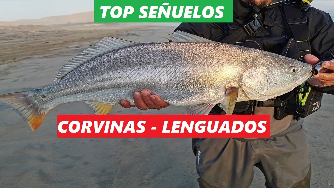 TOP VINILOS CORVINAS - LENGUADOS