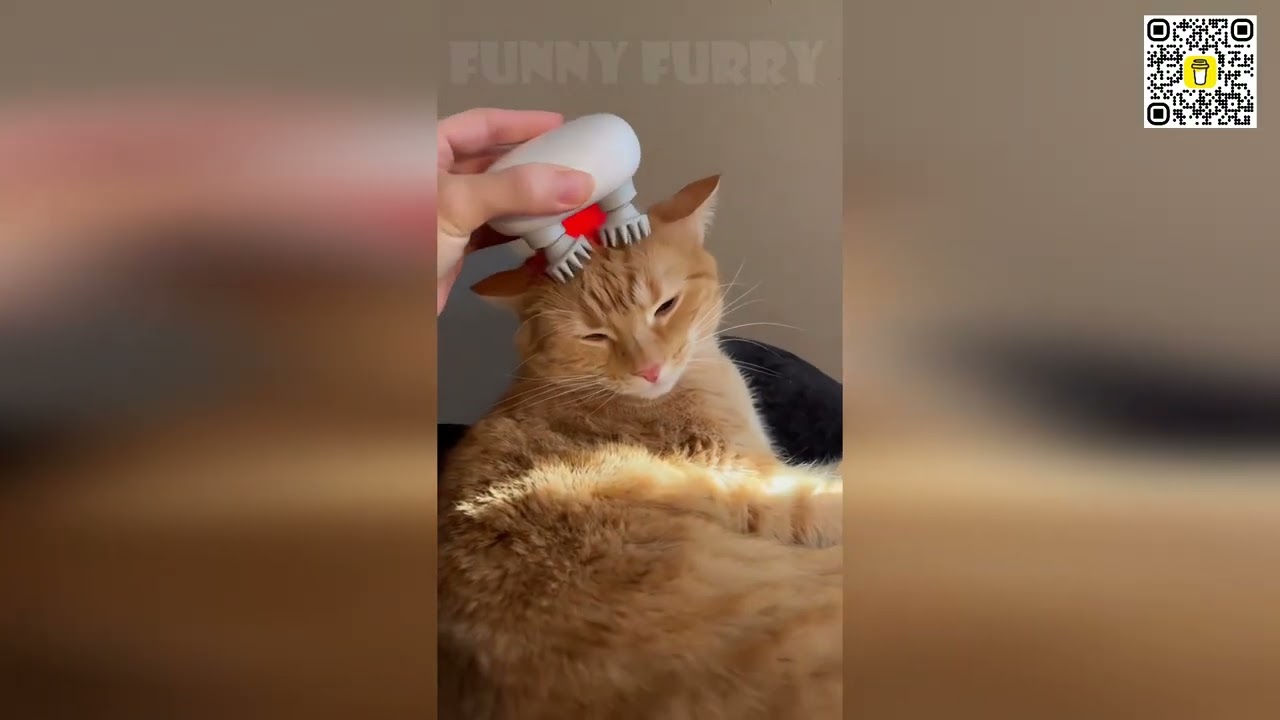 😻😹 Смешные кошачьи моменты: самые забавные неудачи, которые нельзя пропустить! 😻😹