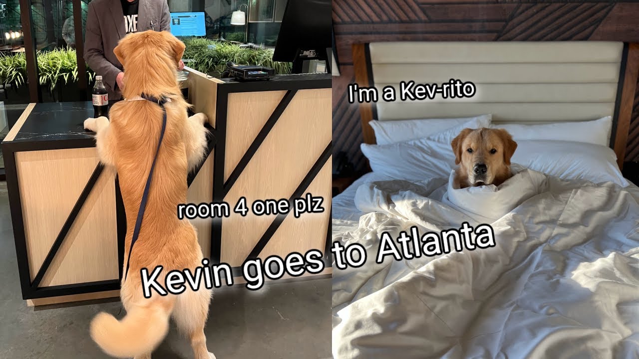 My Dog Goes to Atlanta