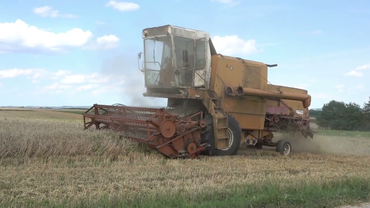 Wielkie Żniwa 2024 w Świętokrzyskim w pełni || Bizon Super Z056 ||