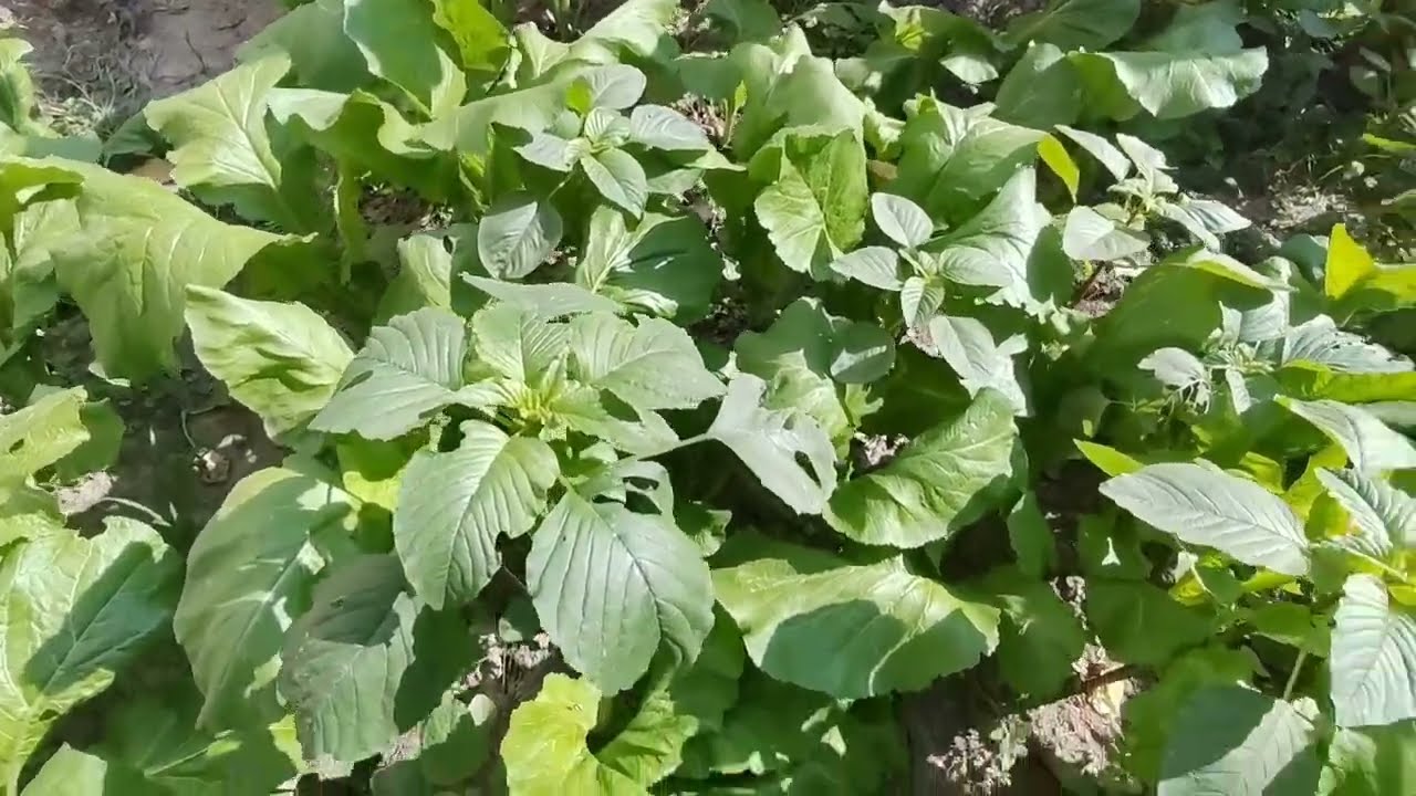 मेरो तरकारी बारी यस्तो छ के के छ त बारीमा🤗🤔!!
