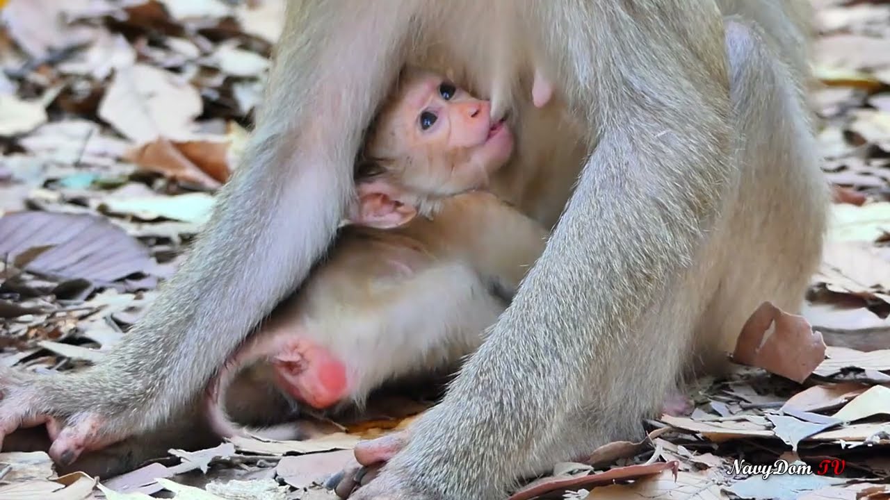 adorable Newborn Monkey so lovely !