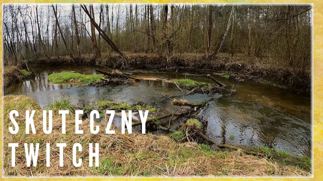 Twitch - tylko tego chciały. Pstrągi. Spinning. Kwiecień 2023. #wędkarstwo #spinning #river
