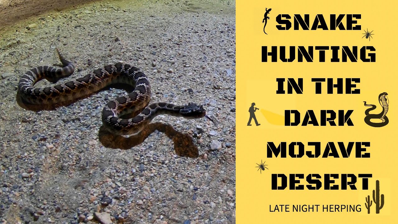 Snake Hunting in the Dark Mojave Desert