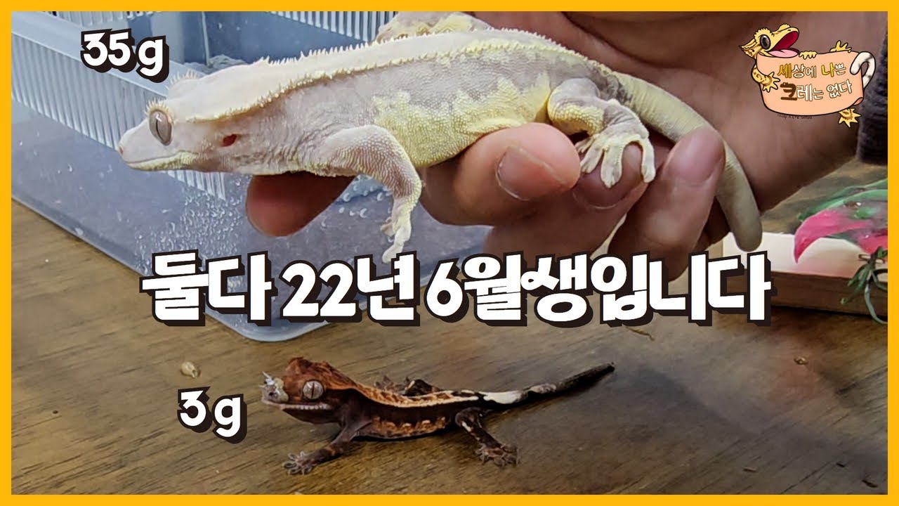 [세나크] 8개월 된 카푸치노가 3그람입니다. 크레스티드게코 사육 방법 (대구 파충류샵 크레산도)