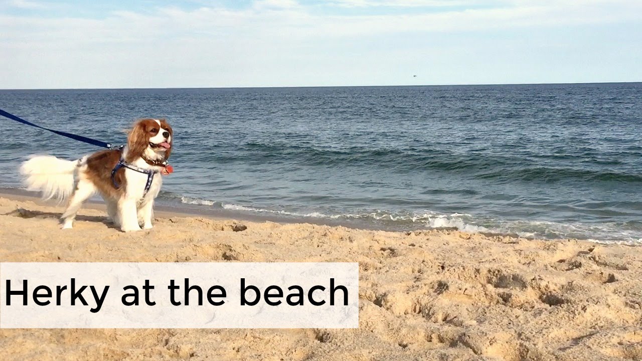 Herky at the beach | Hamptons, NY | Main Beach | Cavalier King Charles Spaniel Dog Puppy