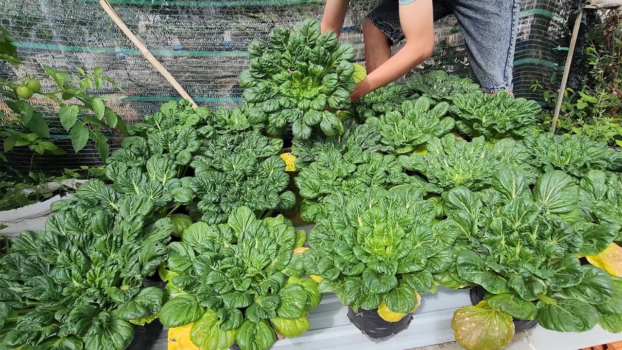40 days of gardening to grow Tatsoi, cucumbers, cabbage