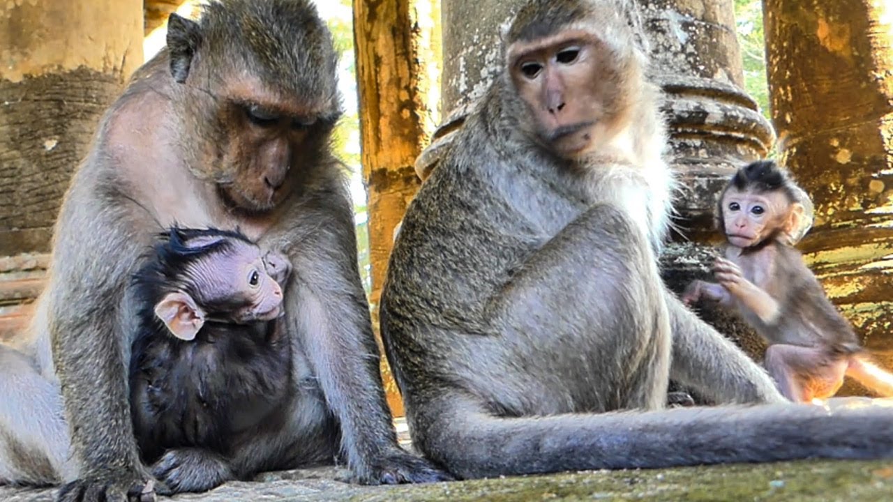 Happy to see new born baby monkey of Blacky getting milk full healthy huge