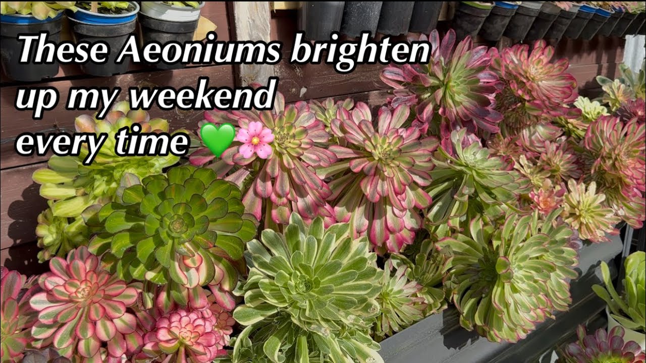 🌈 “Watch My Succulents Transform Into Stunning Colors!”