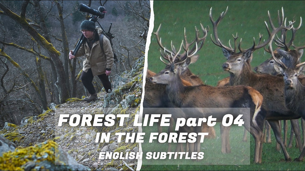Forest Life pt.04 - In The FOREST