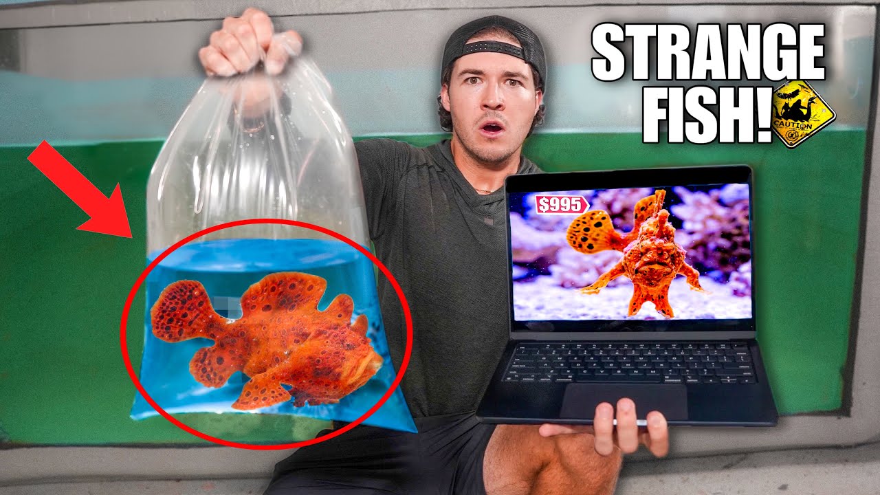 BUYING Creepy ANGLER FISH OFF THE WEB For My SALTWATER AQUARIUM!!