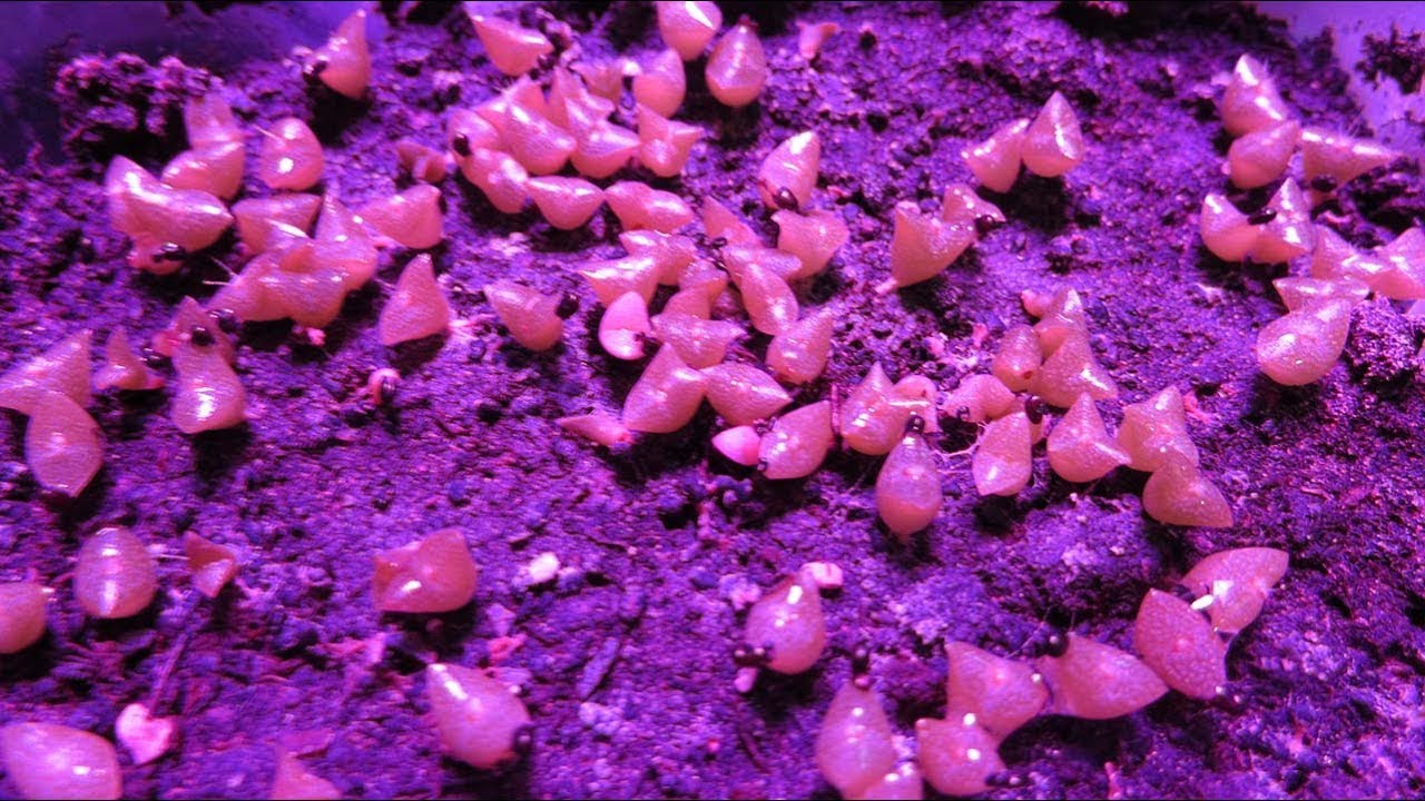 How to remove Mold and Fungus from Cactus & Succulent Seeds or Seedlings