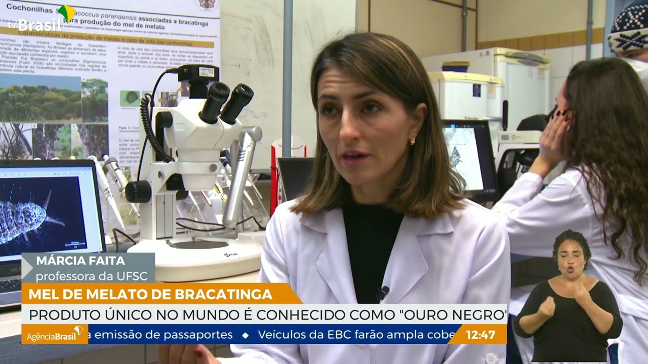 Ouro negro: conheça o mel de melato de Bracatinga