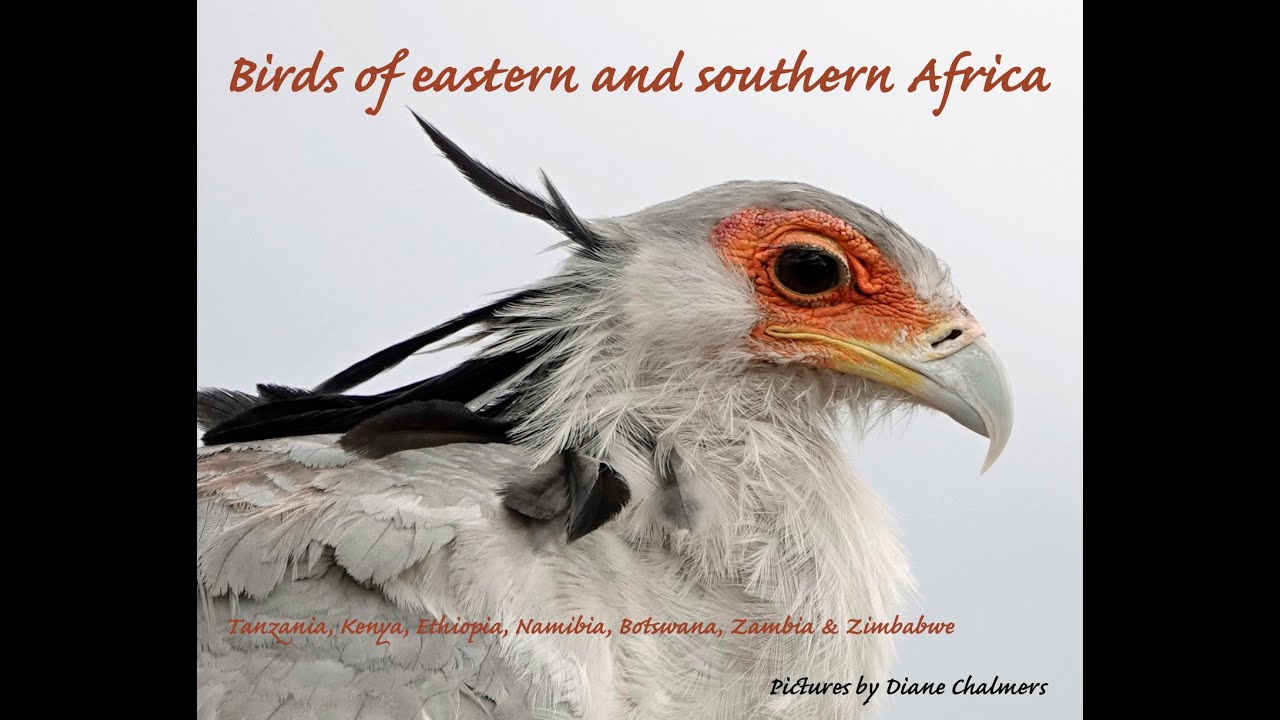 Birds of eastern & southern Africa