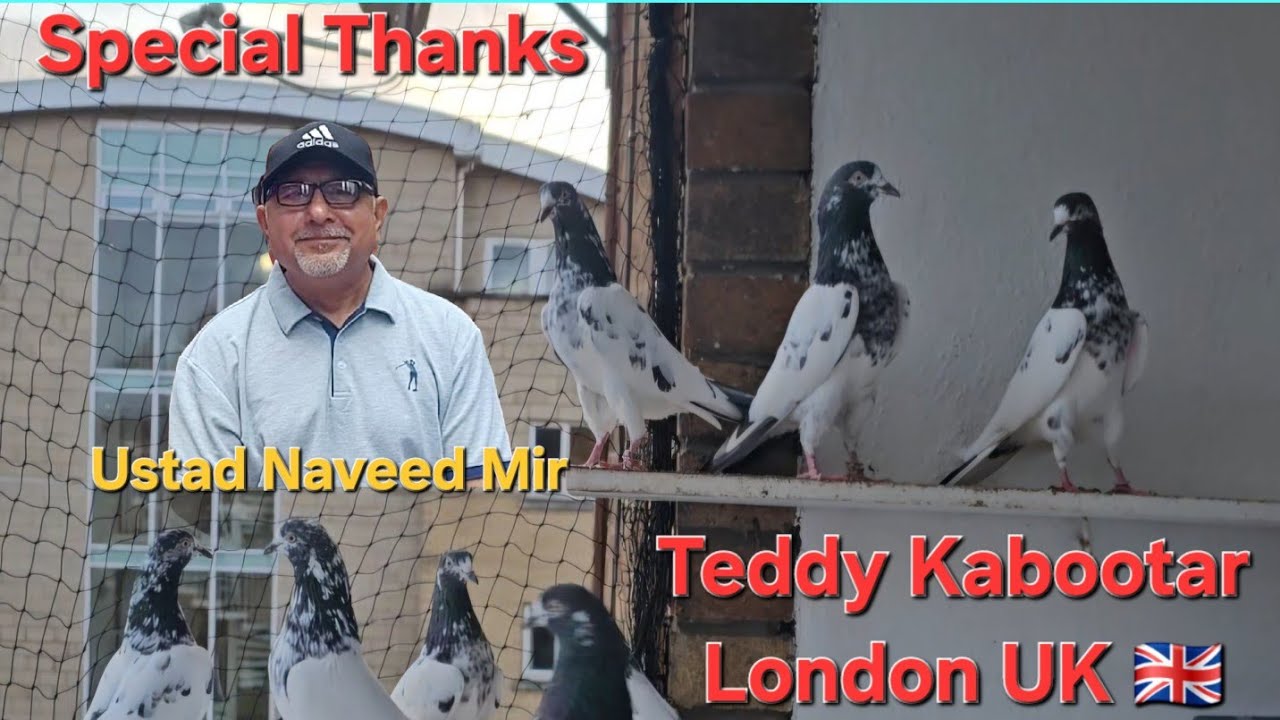 Ch Sakhi Bloodline Teddy Pigeon UK | Teddy Kabootar UK | Bilal liaqat Kabootar UK 