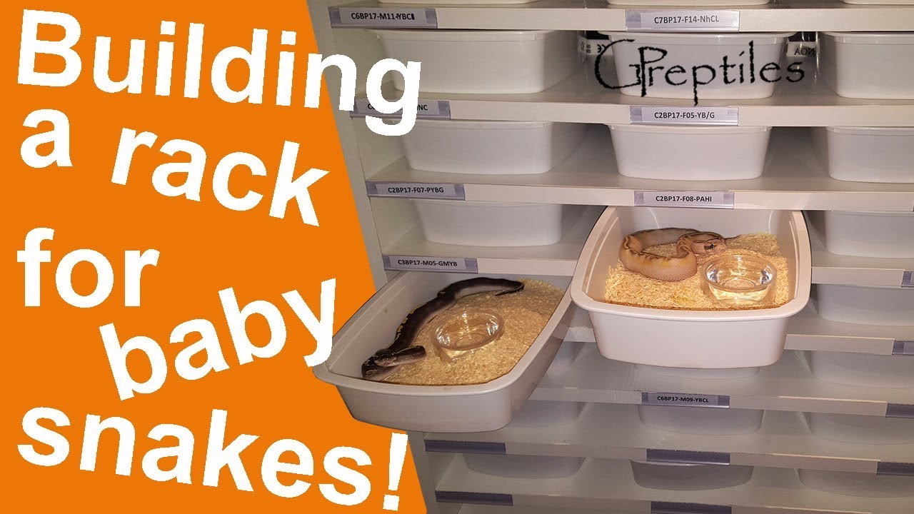 How to make a rack for snake hatchlings!