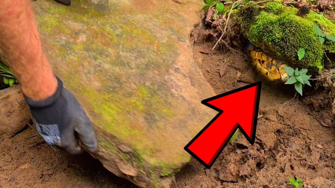 Olha oque tinha embaixo dessa pedra 😱😱