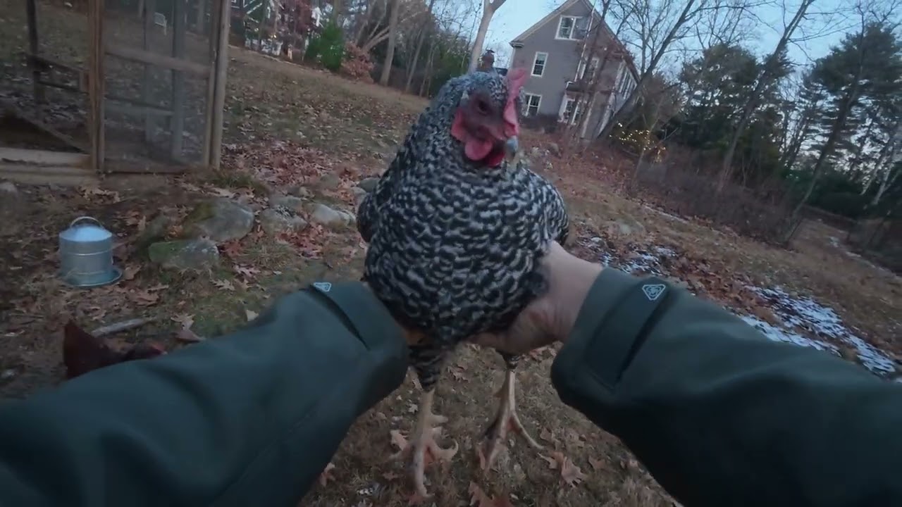 common chicken noises on a december afternoon