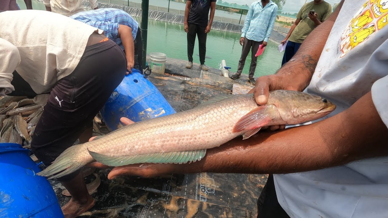 Murrel Fish Harvesting at Devanahalli Farm | Live Catch & Truck Loading Process