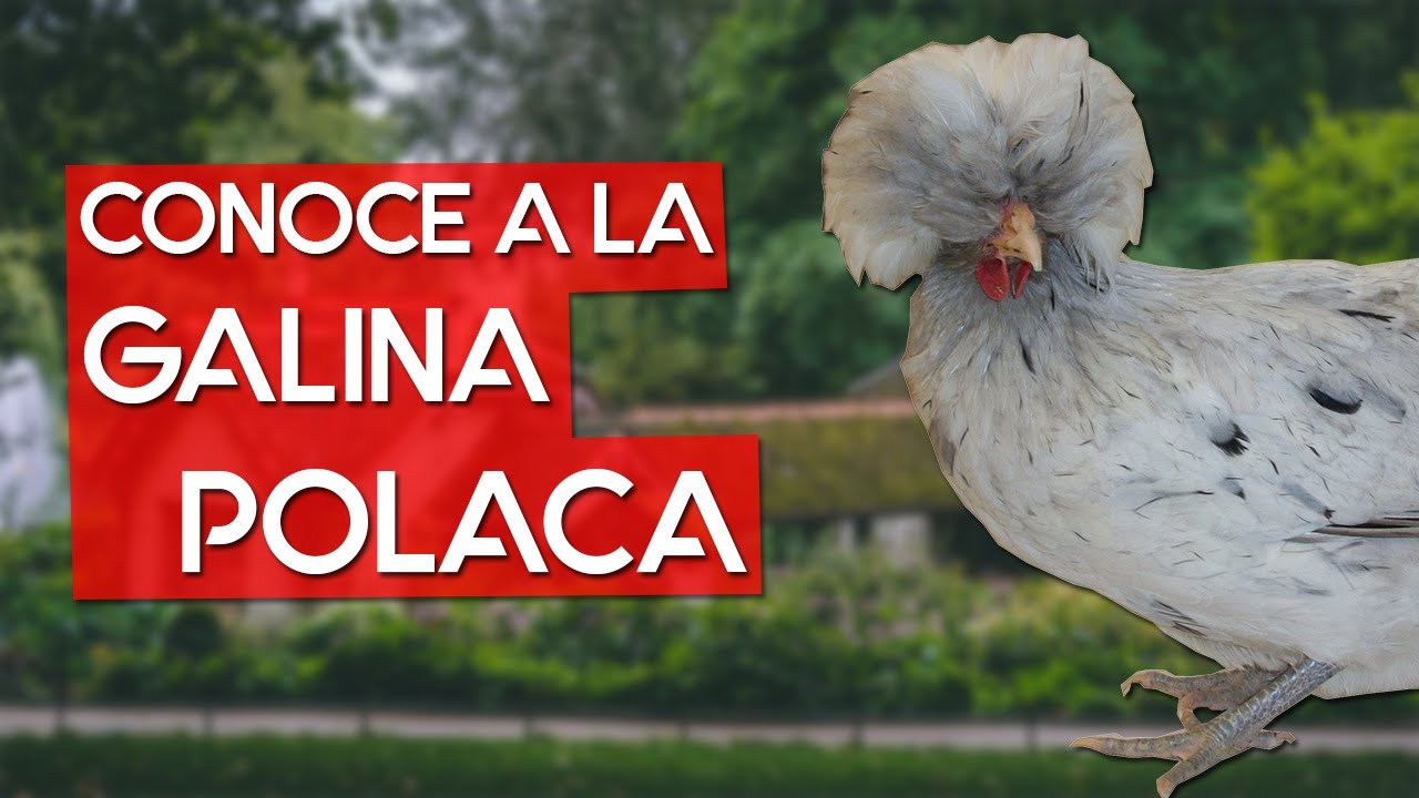 Gallina polaca 🐔 Una raza de pollo con un hermoso peinado