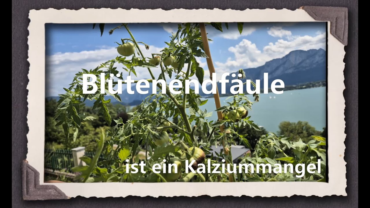 Blütenendfäule - Ist ein Kalziummangel